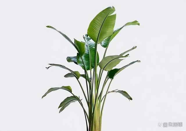 天堂鸟的养殖方法和注意事项，天堂鸟的养殖方法和注意事项是什么（天堂鸟的养殖方法和注意事项什么时候开花）