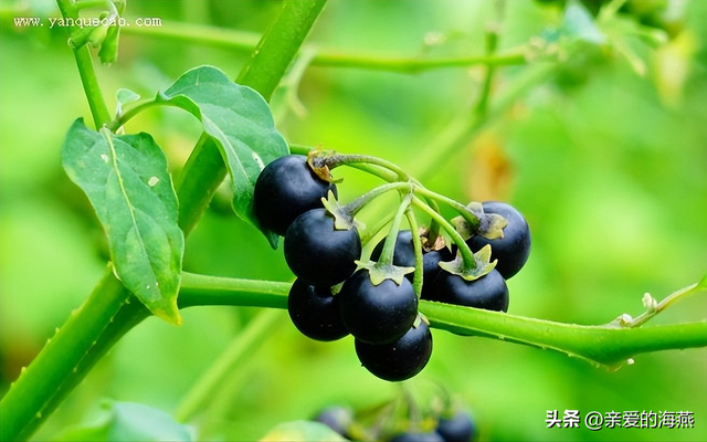 8090后童年的味道记忆中的零食，80后90后们你还记得几样