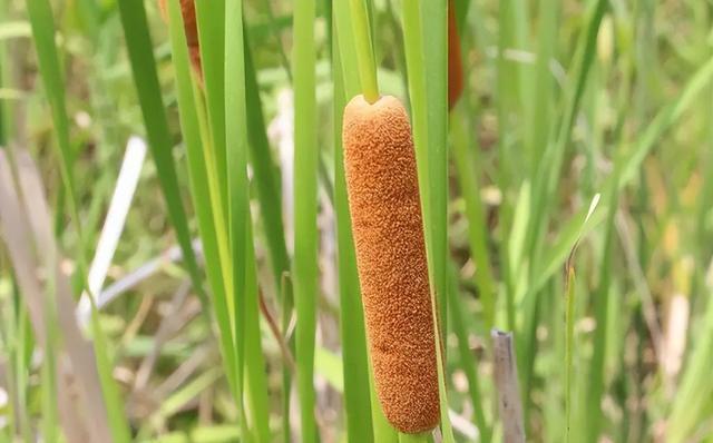 毛蜡烛根图片和功能主治,毛蜡烛的功效与作用(67香蒲:长得像香肠)