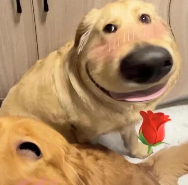 狗狗情侣头像微信，狗狗情侣头像（哈哈哈哈这个小狗狗头像也太可爱了吧）