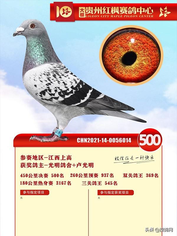 中国信鸽信息网全国各地赛鸽公棚，中华信鸽信息网各地公棚信鸽信息网（十大公棚冠军鸽有何共通之处）
