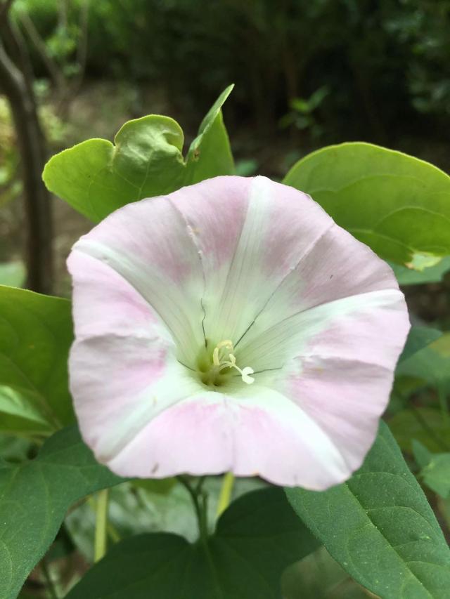 描写植物的优美句子，描写植物的优美句子摘抄（五彩斑斓千姿百态）