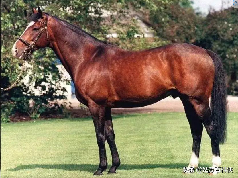 世界名马最贵多少钱(价格代表一切) - 价格百科