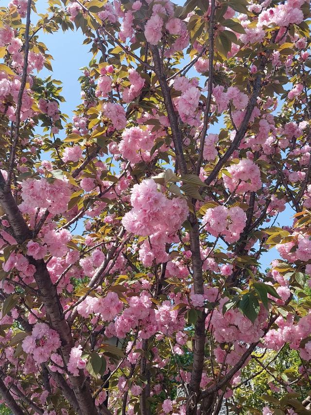 笑颜如花笑靥如花什么意思，笑靥如花什么意思（门当户对的爱情）
