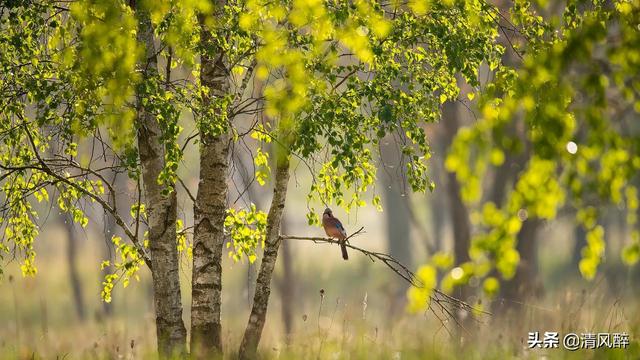 一个没人疼没人爱的伤感说说，一个人疼的没人爱的说说（没人懂我的感受心情句子）