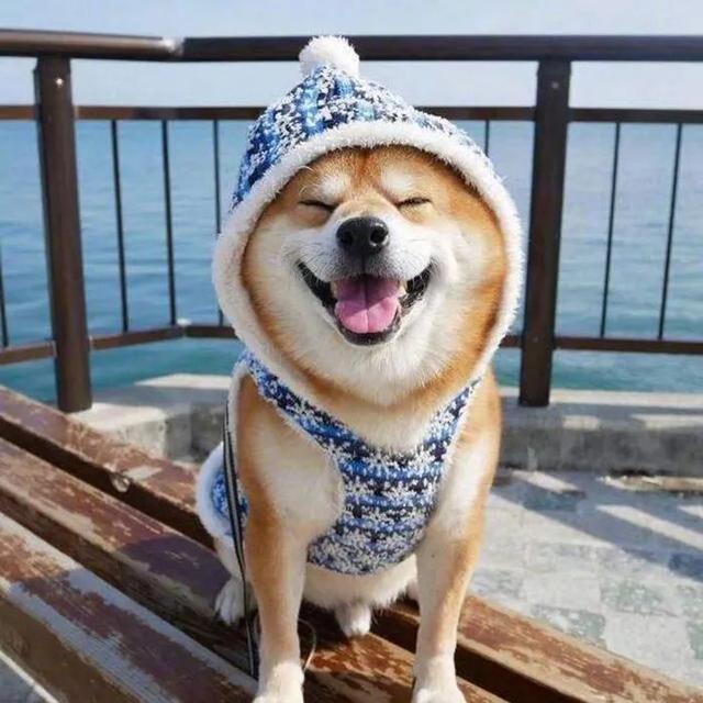 斗图，微信头像，斗图（抖音热门头像）