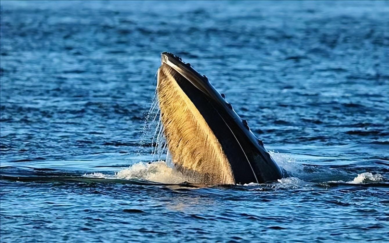 海洋里最厉害的动物是什么,地球上最大的蓝鲸