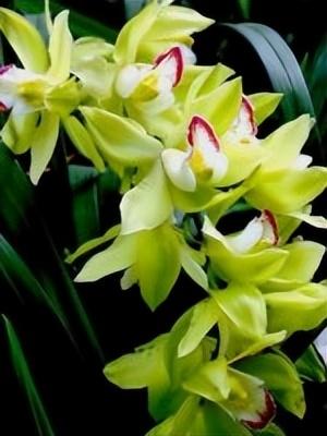 梅花象征什么，梅花象征什么青松象征什么雪花象征什么（中国十大名花排行榜）