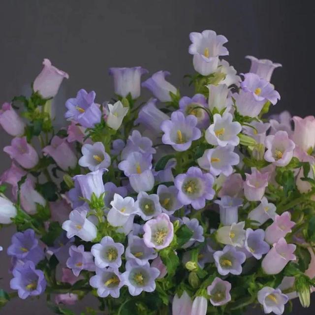 看望病人买什么鲜花，适合送病人的鲜花有哪几种（哪些花代表健康、平安、幸福）