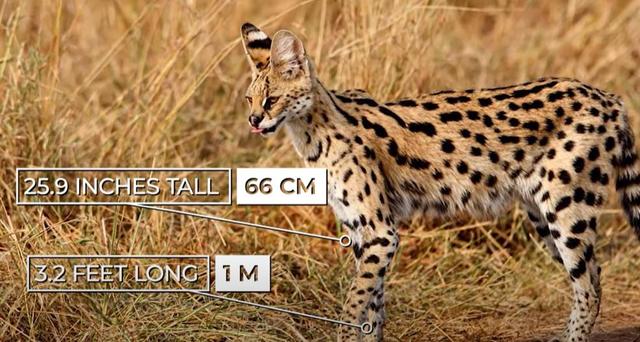 猫的种类图片及名称，猫的种类图片及介绍（猫的种类和性格特点）