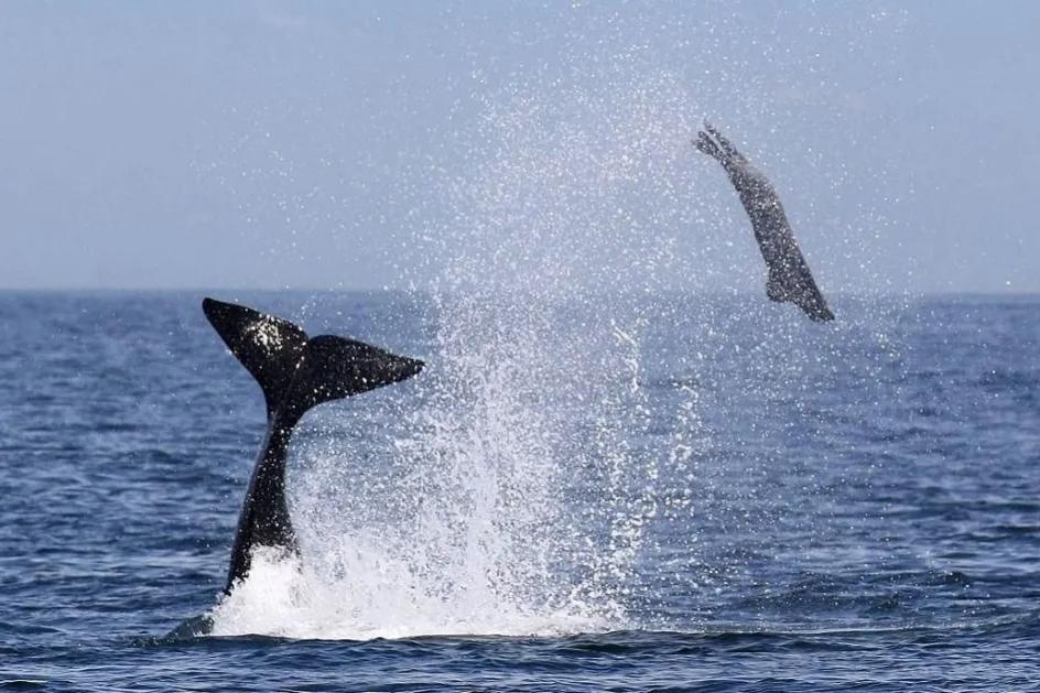 虎鲸擅长"群狼战术",是蓝鲸最大的天敌