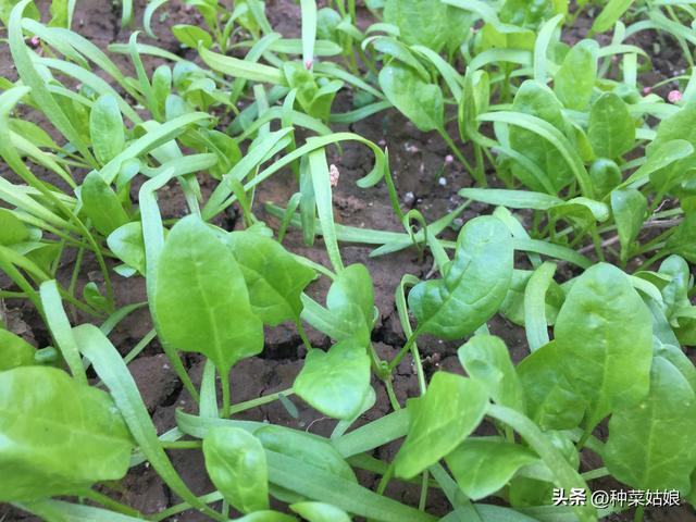 秋天适合种什么蔬菜，适合秋天种植的菜（除了白菜萝卜还能种哪些）