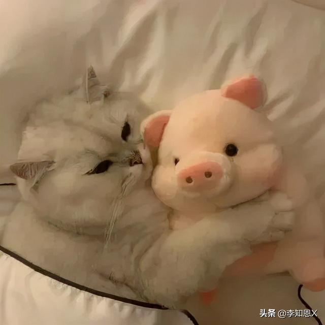 抱猫的女生头像，乔：可爱抱猫女头 人刚认识的时候总是拘谨中带着温柔微信（有趣可爱的情侣头像啊）