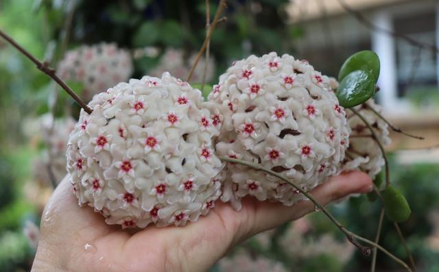 匍枝根霉的有性生殖方式是，。A.同配B.异配C.卵式生殖D.接合生殖（就选“杂匍球兰”）