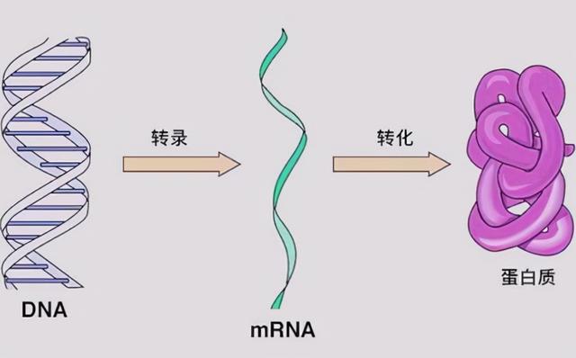 章鱼吃什么，章鱼吃什么东西作为食物（还有一身怪本领）