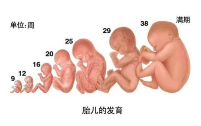 人类是灵长类动物吗，人类与灵长类动物的区别（自然界中几乎所有的动物）