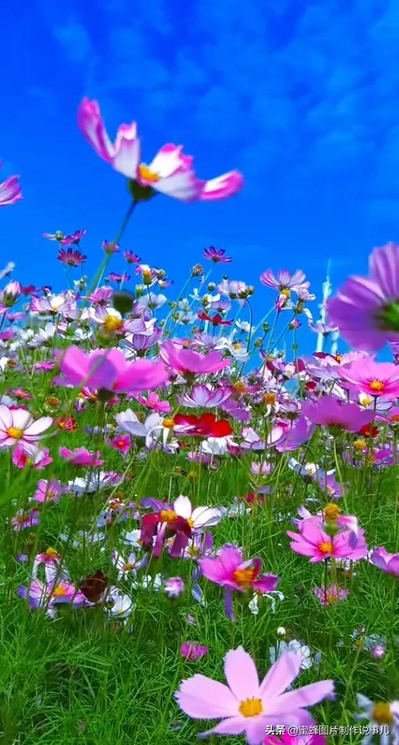 美图，可做壁纸，可以做壁纸的图片 唯美（愿你的生活像花一样灿烂）