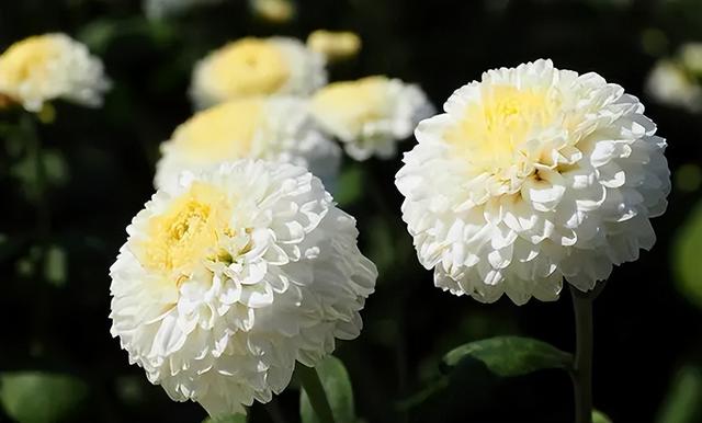 什么菊花泡茶最好，哪种菊花泡茶好喝（这3款菊花茶不容错过）