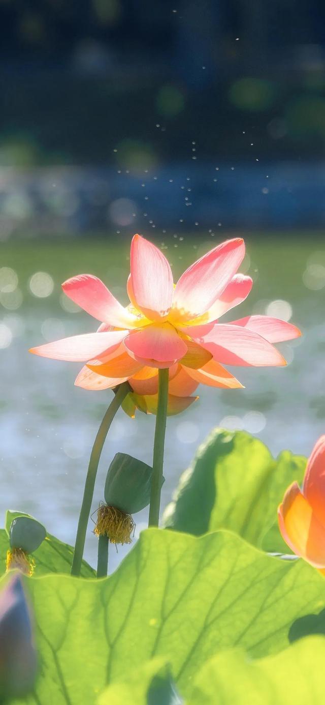 好看干净的背景图   夏天，好看干净的背景图书本天蓝色（夏日凉爽壁纸，更爱浅绿）