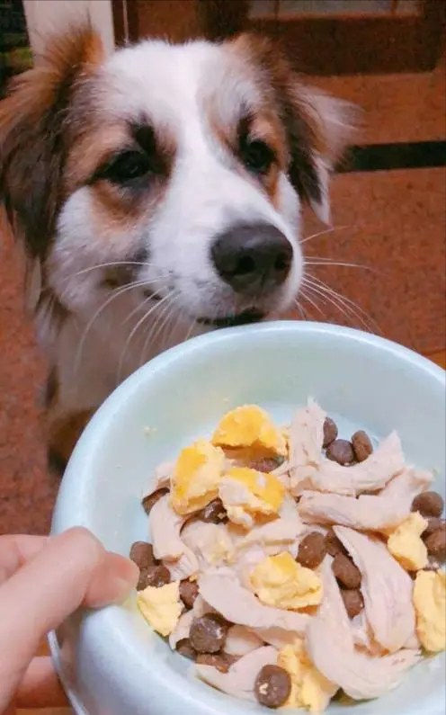 适合狗狗吃的食物，狗狗适宜吃什么食物（这些食物对狗狗来说是“人间鲜美”）