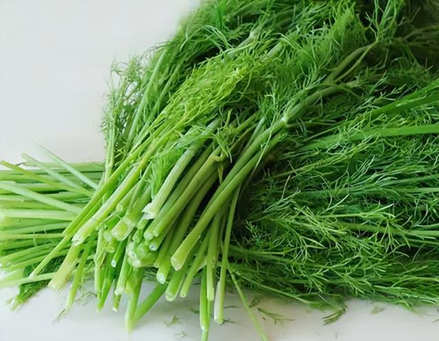 大茴香是八角吗，大茴是八角吗（地位“尴尬”的茴香）