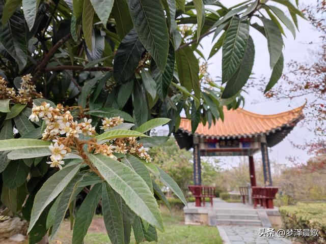 枇杷什么时候开花，枇杷要几月份才开花（不惧严寒枇杷花开）