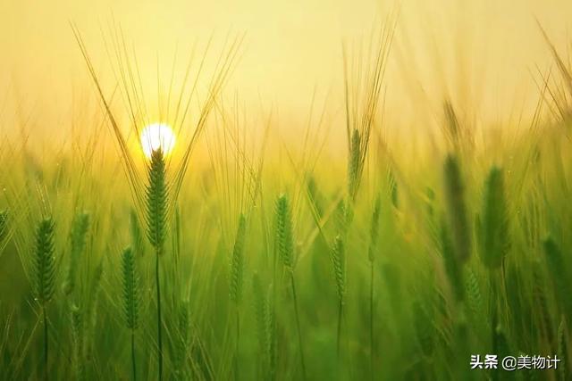 谷雨节气的介绍 二十四节气之谷雨内容文字，谷雨节气的介绍（谷雨：人间春暮，岁短情长）