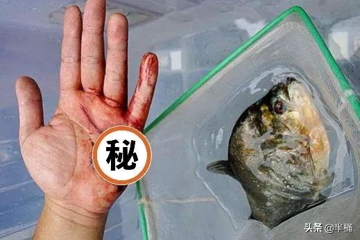 食人鱼为何未在亚马逊河泛滥？揭秘其生态制约与自然平衡机制