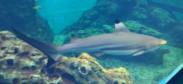 厦门椰风寨游乐场，厦门十大人少好玩的景点是什么（厦门旅游推荐之椰风寨海洋科普乐园）