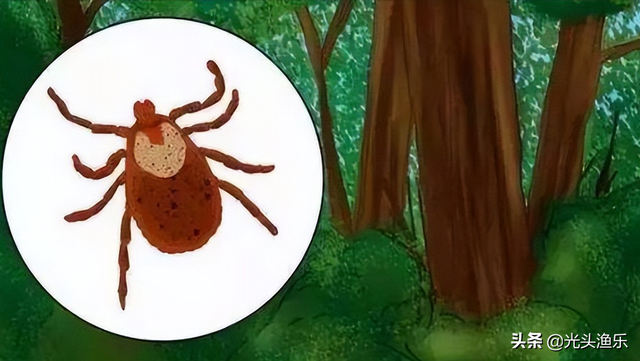 蜱虫有毒吗，蜱虫的危害（小时候拿来当“玩具”的蜱虫）