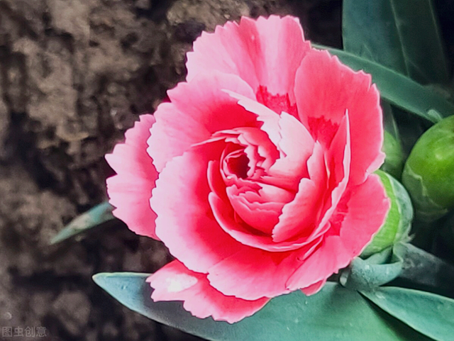 什么是石竹梅花，一花一欢喜