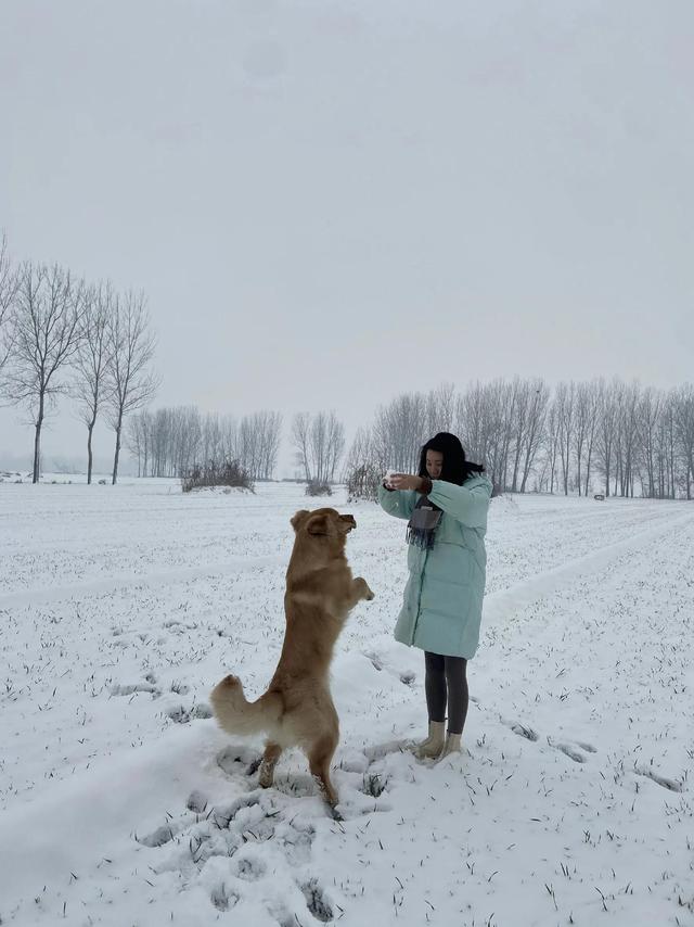 双血统金毛多少钱一只，金毛犬价格（纯血统金毛犬价格）