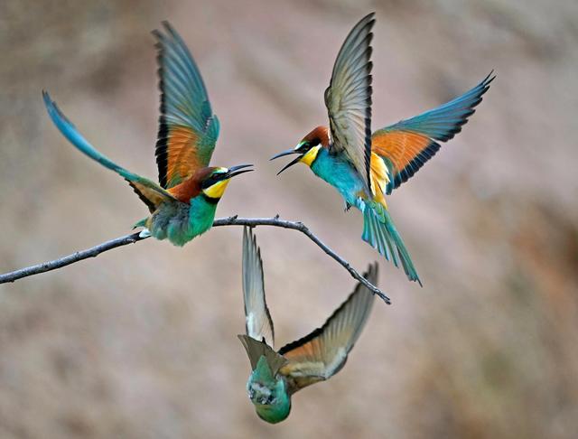 黄喉蜂虎最早什么年代出现的，黄喉蜂虎