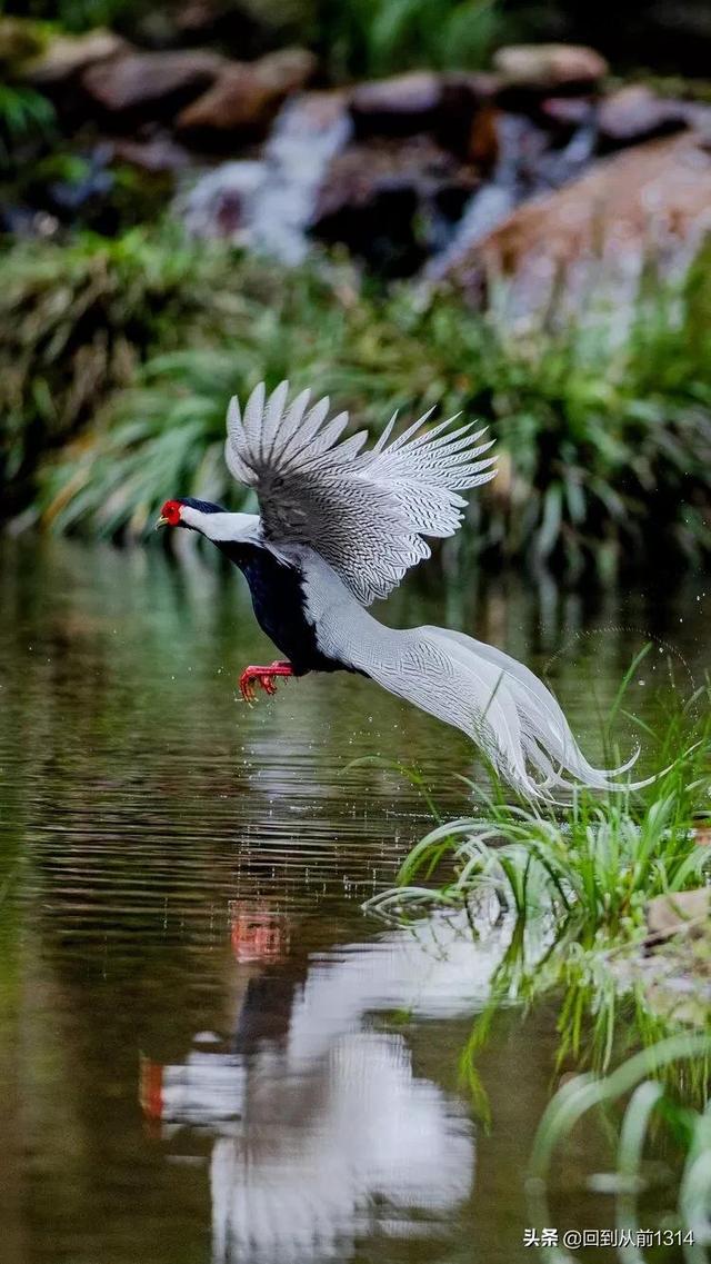 白娴鸟（白娴鸟图片，白娴鸟怎样的养殖（白鹇鸟唯美图片）