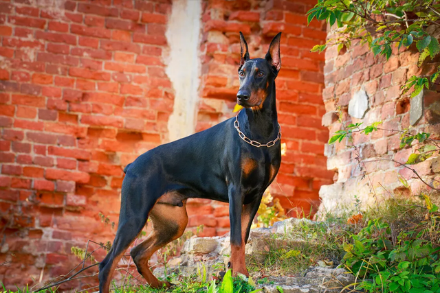 比格犬性格是怎样的，比格犬性格是怎样的图片（其实代表你的性格）