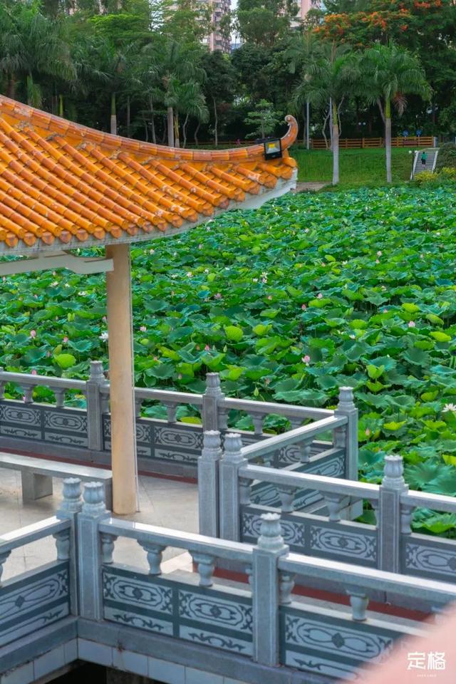 深圳好玩的免费景点，深圳哪里好玩的景点（来深圳这10个地方免费玩）