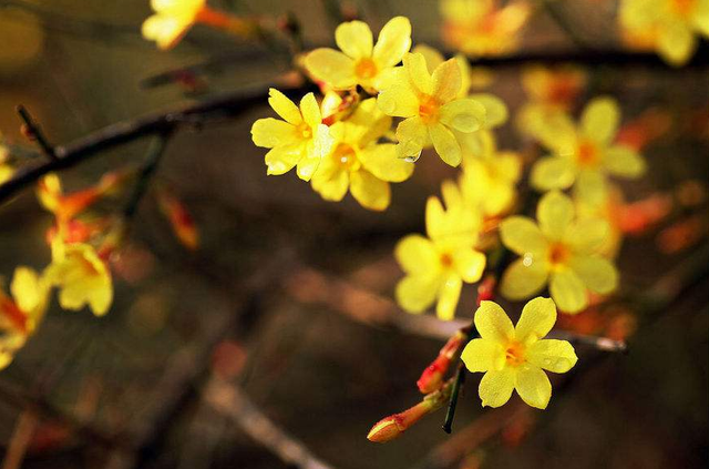 早春的古诗有哪些，描写早春的古诗词大全（满满的温暖和希望）