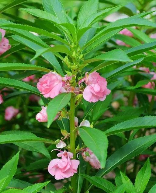 中国凤仙花图片,"指甲花"凤仙花正吐芳华