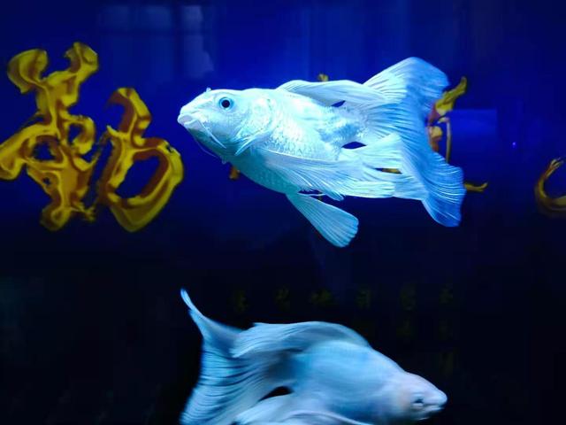 鱼缸养水的正确方法，鱼缸养水的正确方法视频（而是要明白困水和养水的道理）