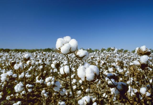 植物纤维是什么，什么面料是植物纤维（可供编织纤维植物）