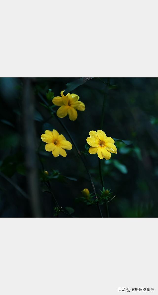 高光质感背景图，高清高级感背景图（若有这6个错误的深色背景照片）