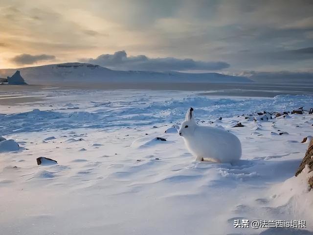兔子冬眠吗，野生兔子冬眠吗（这只兔子49天跑路388公里）