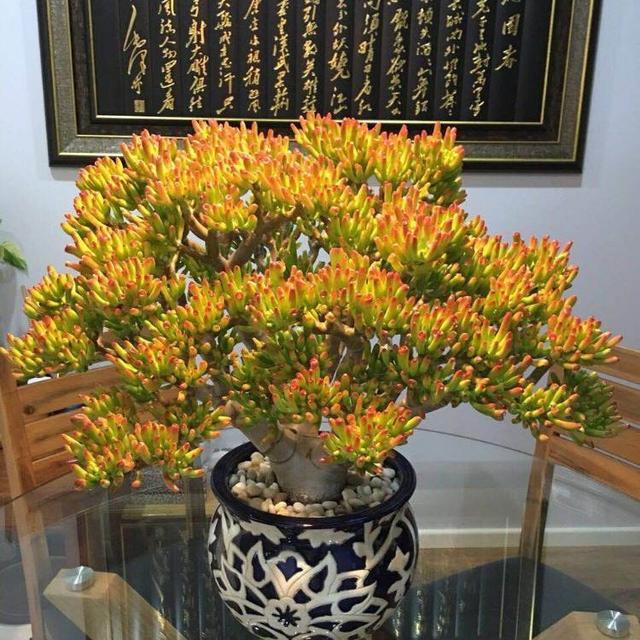 金玉满堂花，堪称“死不了”（金玉满堂花）
