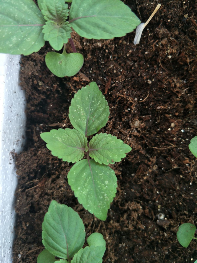 春天适合种什么蔬菜，最适合春天种的6种蔬菜