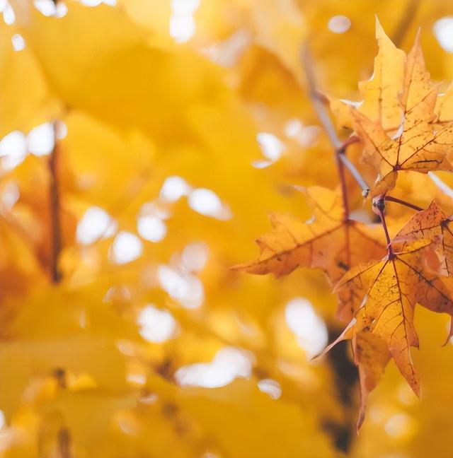 秋分日是几月几日，秋分是几月几日（秋分 ， 一年中最美的时节）