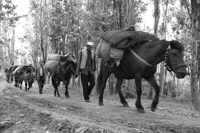 云南棕树的美食，茶马古道，情有独“棕”的美食