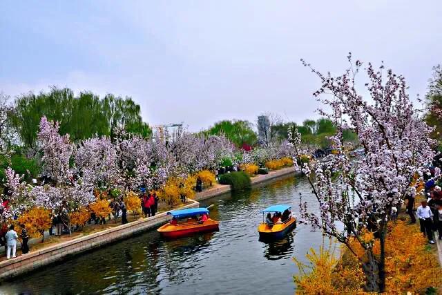 西府海棠图片，西府海棠～花苞胭脂点点（西府海棠）