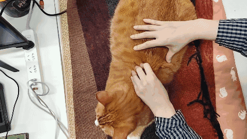 怎样抱猫咪最舒服，怎样抱猫咪最舒服图片（史上最全猫咪按摩宝典）