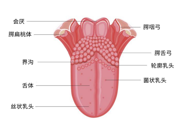 舌字加偏旁，给口字加偏旁组成新字（“舌”字的演变与神奇的舌头）