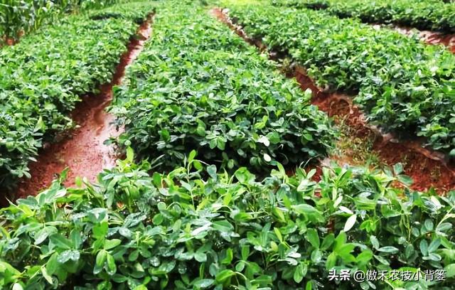 花生的生长过程，花生是怎么长出来的（又能促进开花结荚多收花生果）